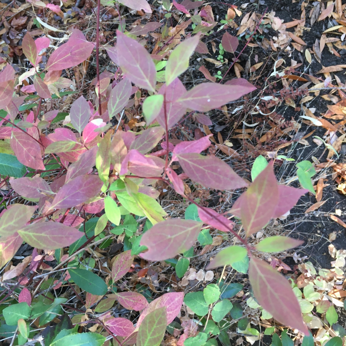 Cornus glabrata