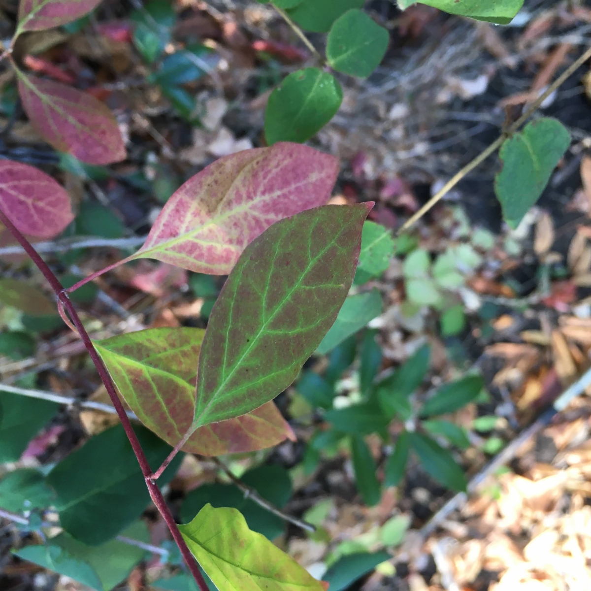 Cornus glabrata