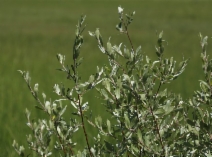 Salix orestera