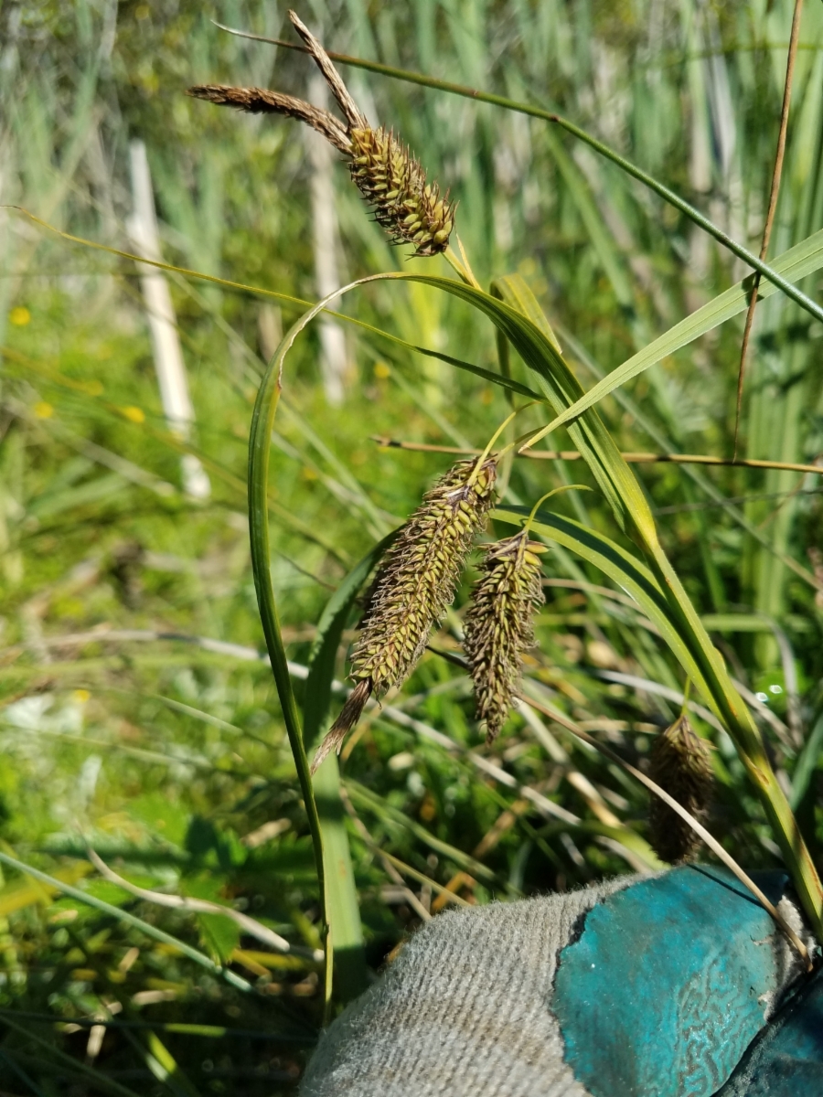 Carex lyngbyei