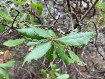 Quercus parvula var. shrevei