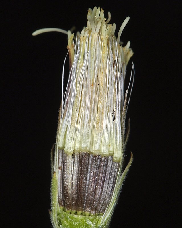 Brickellia oblongifolia var. linifolia