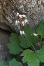 Heuchera rubescens