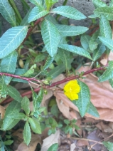 Ludwigia peploides ssp. peploides