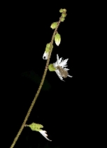 Lithophragma campanulatum