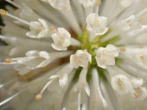 Cephalanthus occidentalis var. californicus