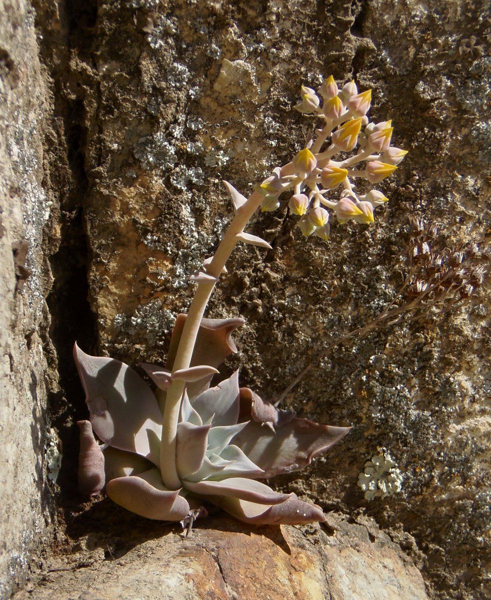 Dudleya cymosa ssp. pumila