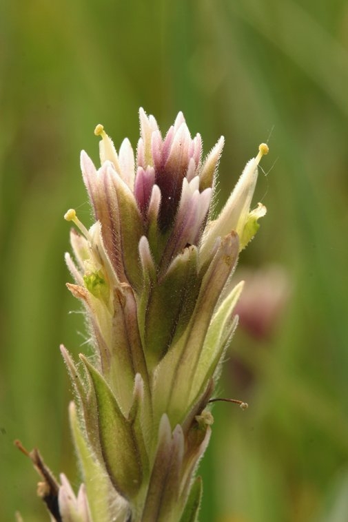 Castilleja lemmonii