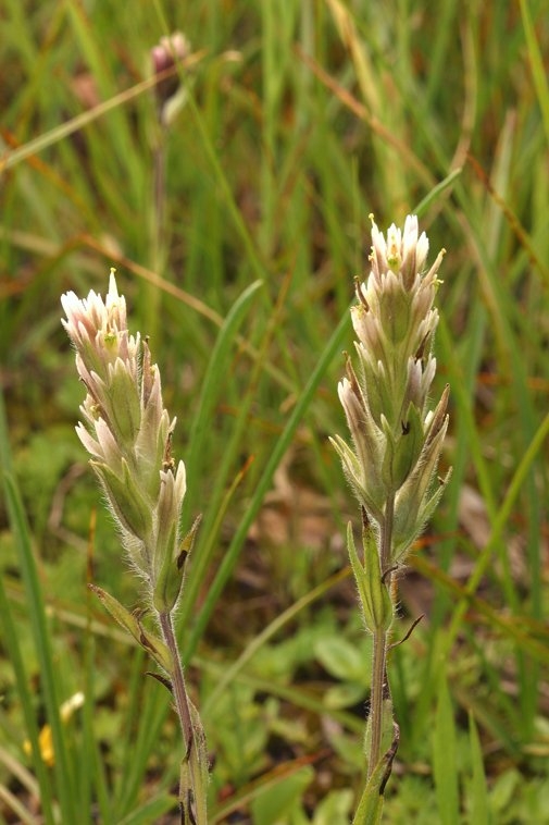 Castilleja lemmonii