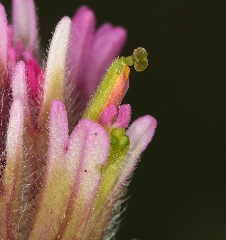 Castilleja lemmonii