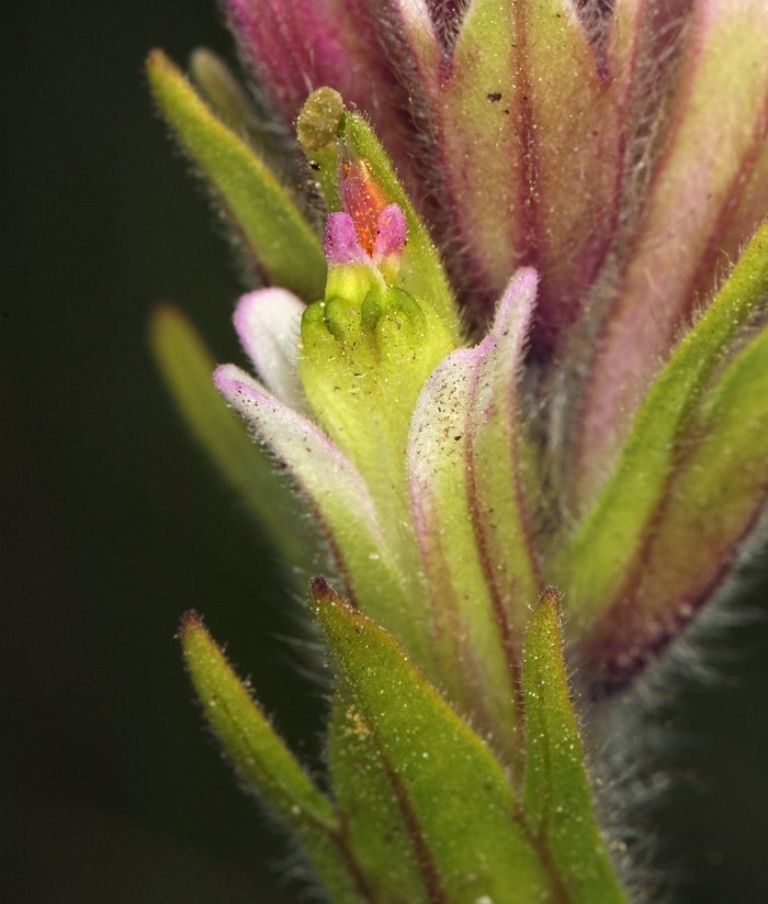 Castilleja lemmonii