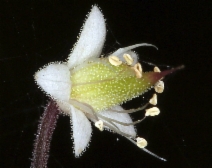 Tiarella trifoliata var. unifoliata