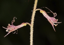 Tolmiea diplomenziesii