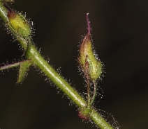 Antirrhinum nuttallianum ssp. subsessile