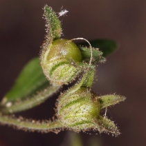 Collinsia childii