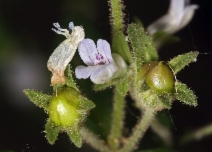 Collinsia childii