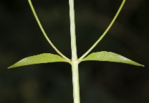 Keckiella breviflora ssp. glabrisepala