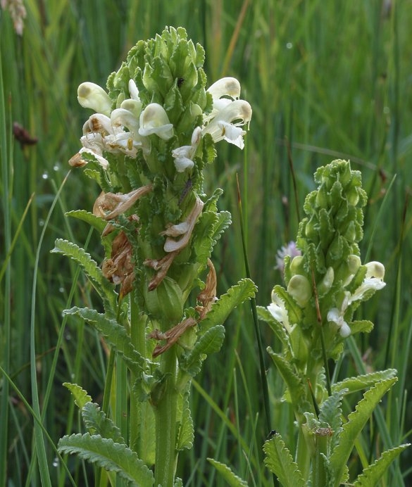 Pedicularis crenulata