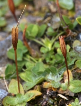 Erythranthe primuloides var. primuloides