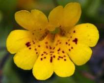 Mimulus primuloides