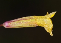 Erythranthe linearifolia