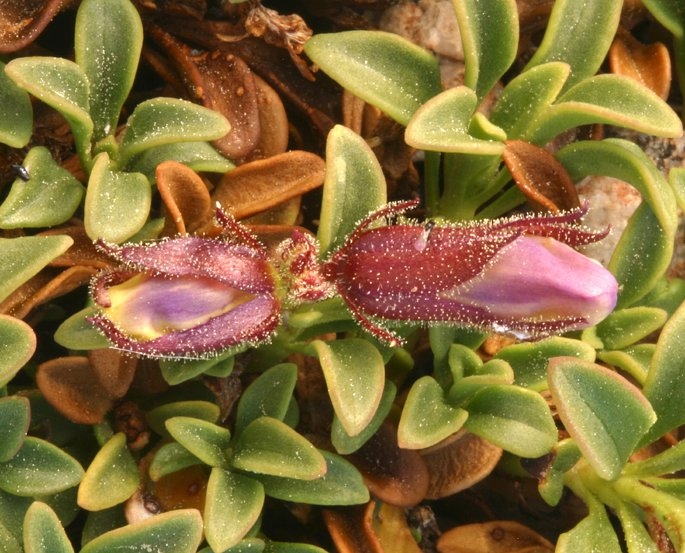 Penstemon davidsonii var. davidsonii