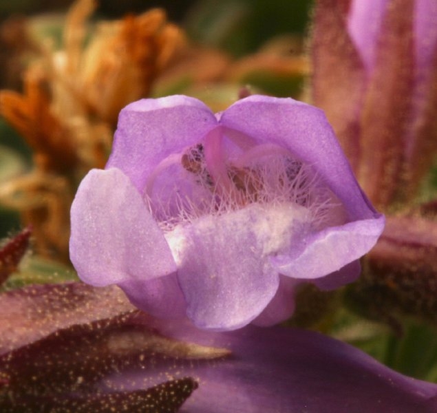 Penstemon davidsonii var. davidsonii