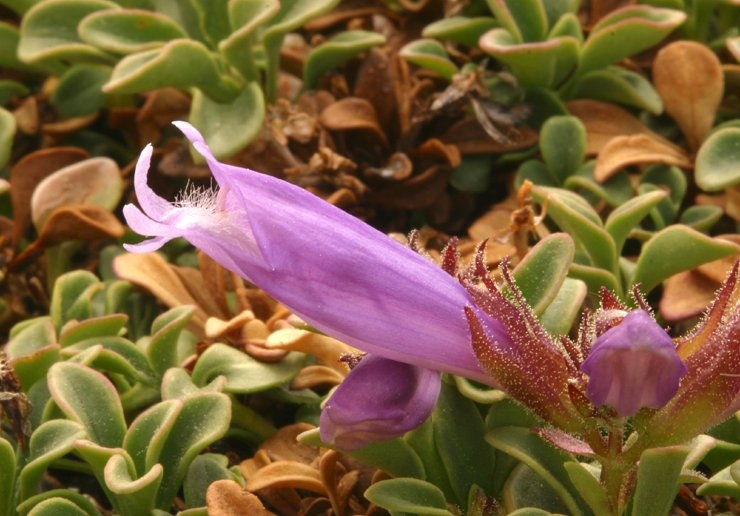 Penstemon davidsonii var. davidsonii