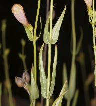 Penstemon heterophyllus ssp. purdyi