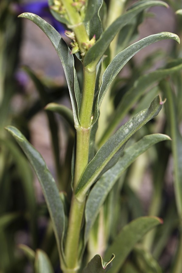 Penstemon subglaber