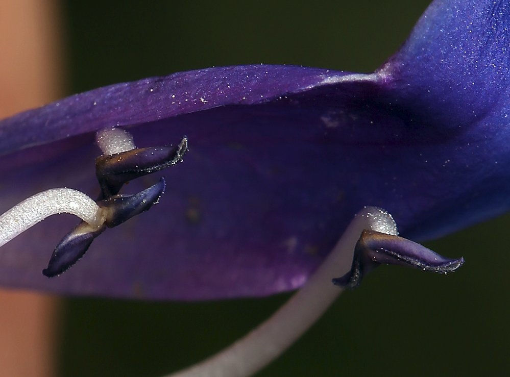 Penstemon subglaber