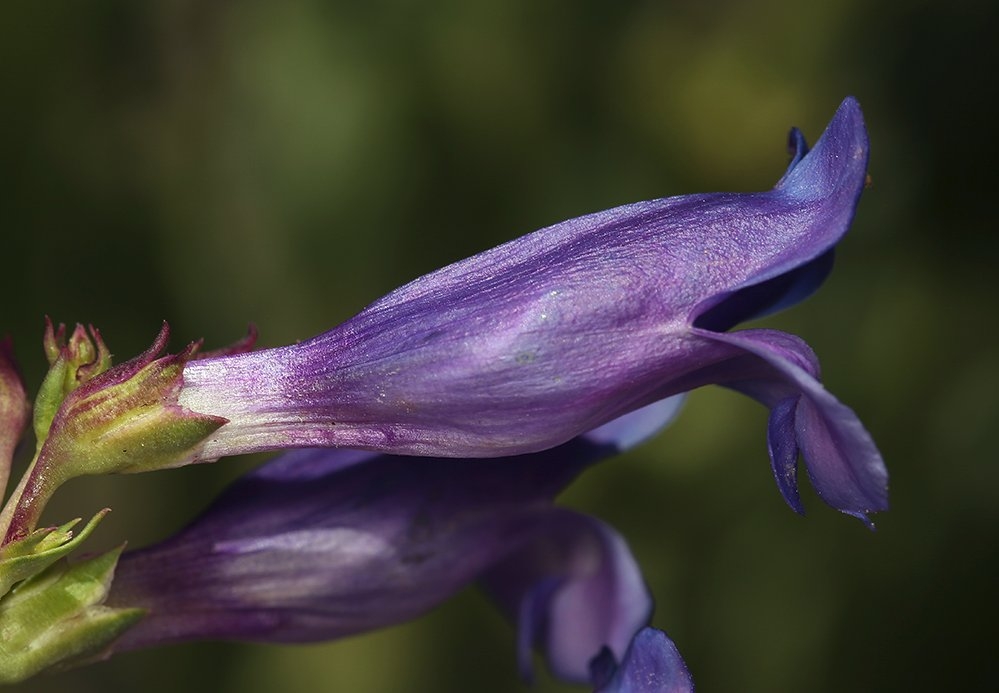 Penstemon subglaber