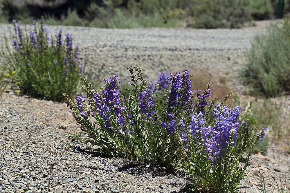 Penstemon subglaber