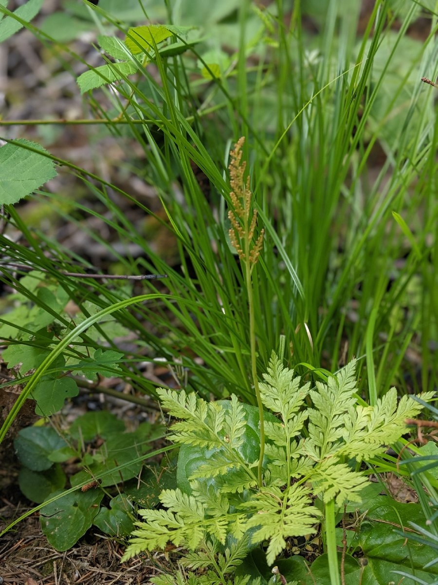 Botrypus virginianus