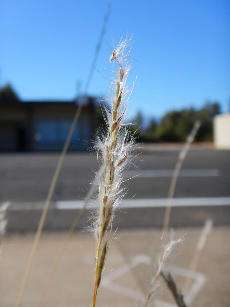 Bothriochloa laguroides ssp. torreyana