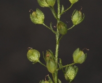 Veronica anagallis-aquatica