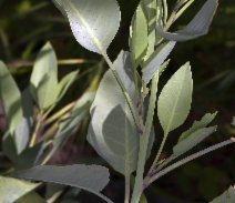 Nicotiana glauca