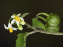 Solanum americanum