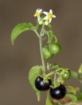 Solanum americanum