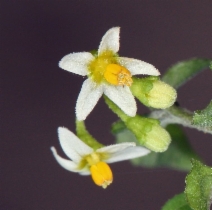 Solanum americanum