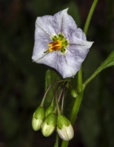 Solanum xanti var. xanti