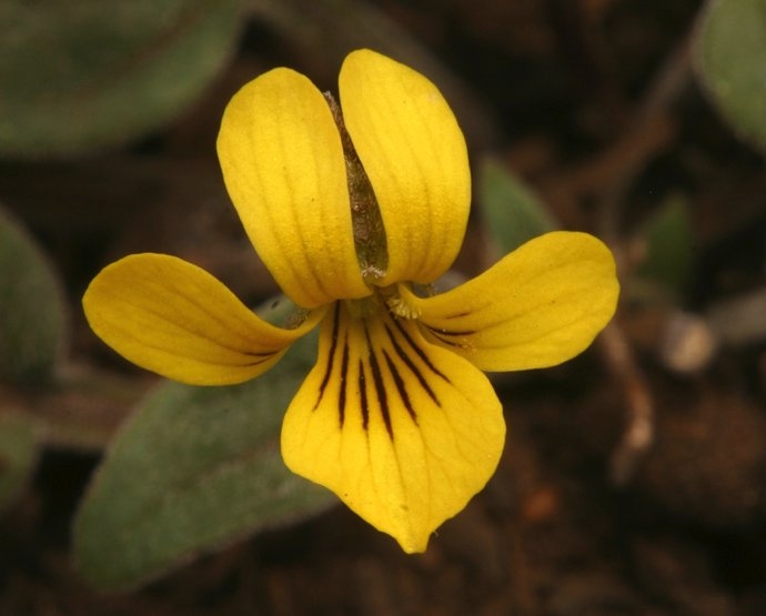 Viola praemorsa