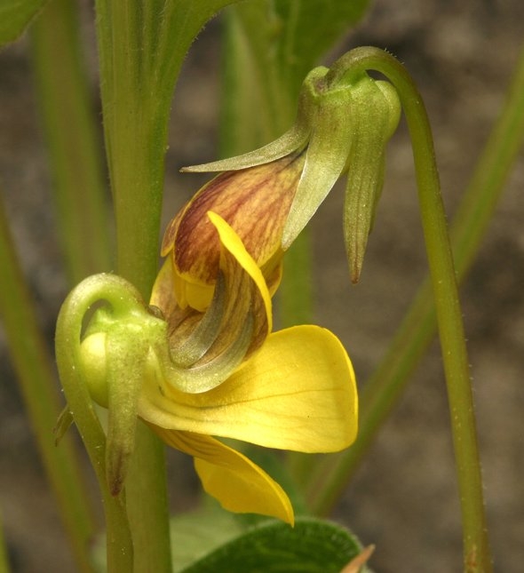Viola praemorsa