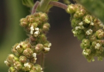 Urtica dioica ssp. holoserica