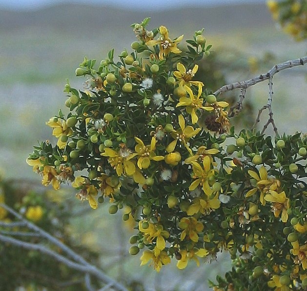 Larrea tridentata