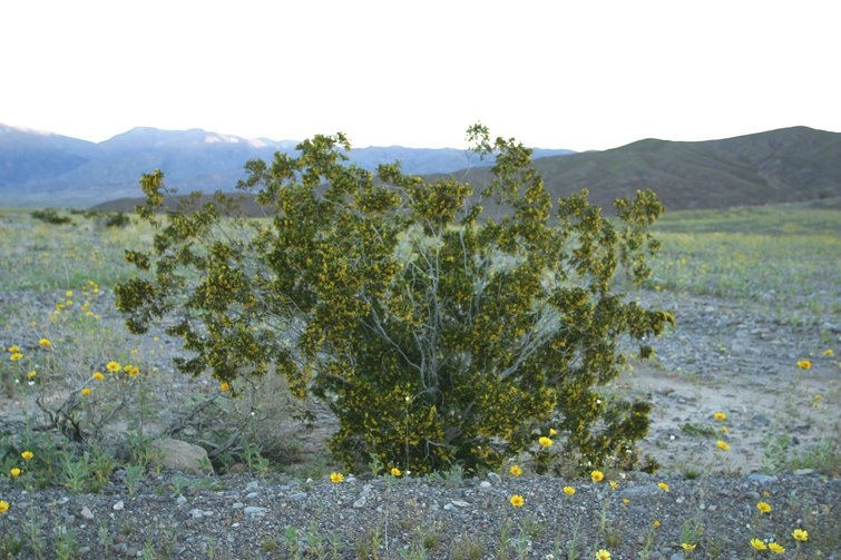 Larrea tridentata