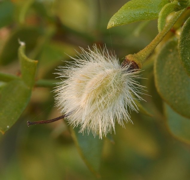 Larrea tridentata