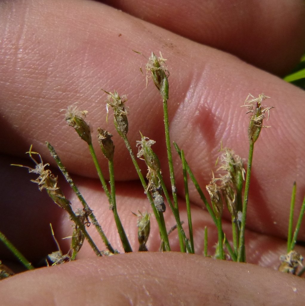 Eleocharis coloradoensis