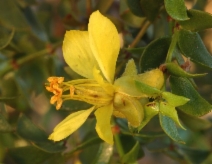 Larrea tridentata