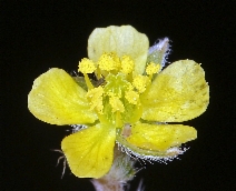 Tribulus terrestris